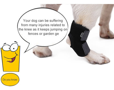 Dog's paw with a protective brace and a cartoon character explaining knee injuries.