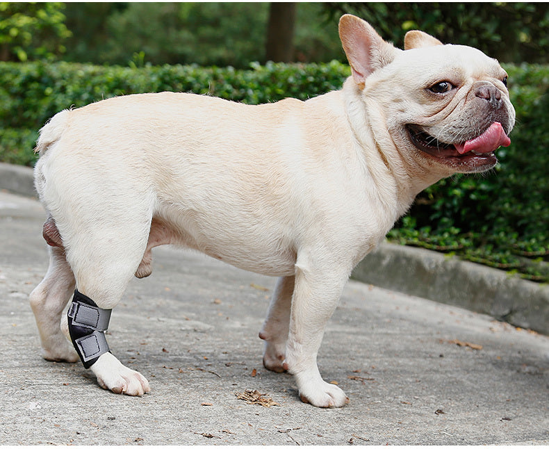 White French Bulldog standing on a sidewalk with a green hedge in the background