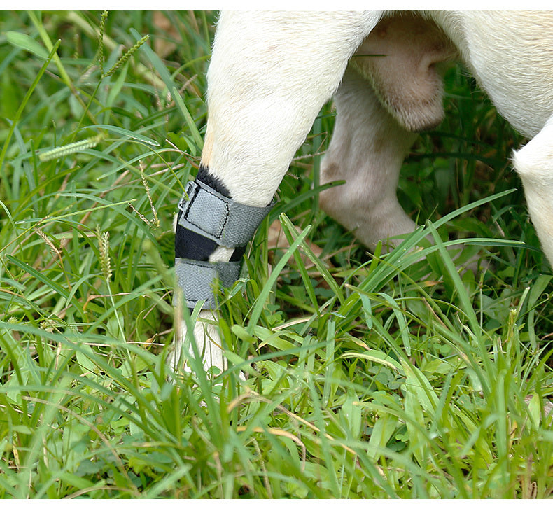 Goat grazing in grass with a protective bandage on its leg.
