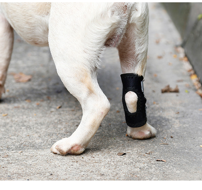 Dog's paw with a black protective boot on a concrete surface